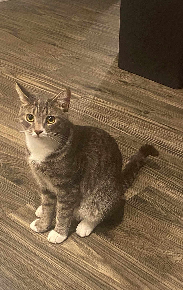 Slate O. is registered to the contest to win money with this photo: cat, tabby, pet, indoor, wooden_floor, animal, feline, sitting, curious, attention, fur, whiskers, ears, tail, domestic_cat, eyes, cute, household, mammal, companion