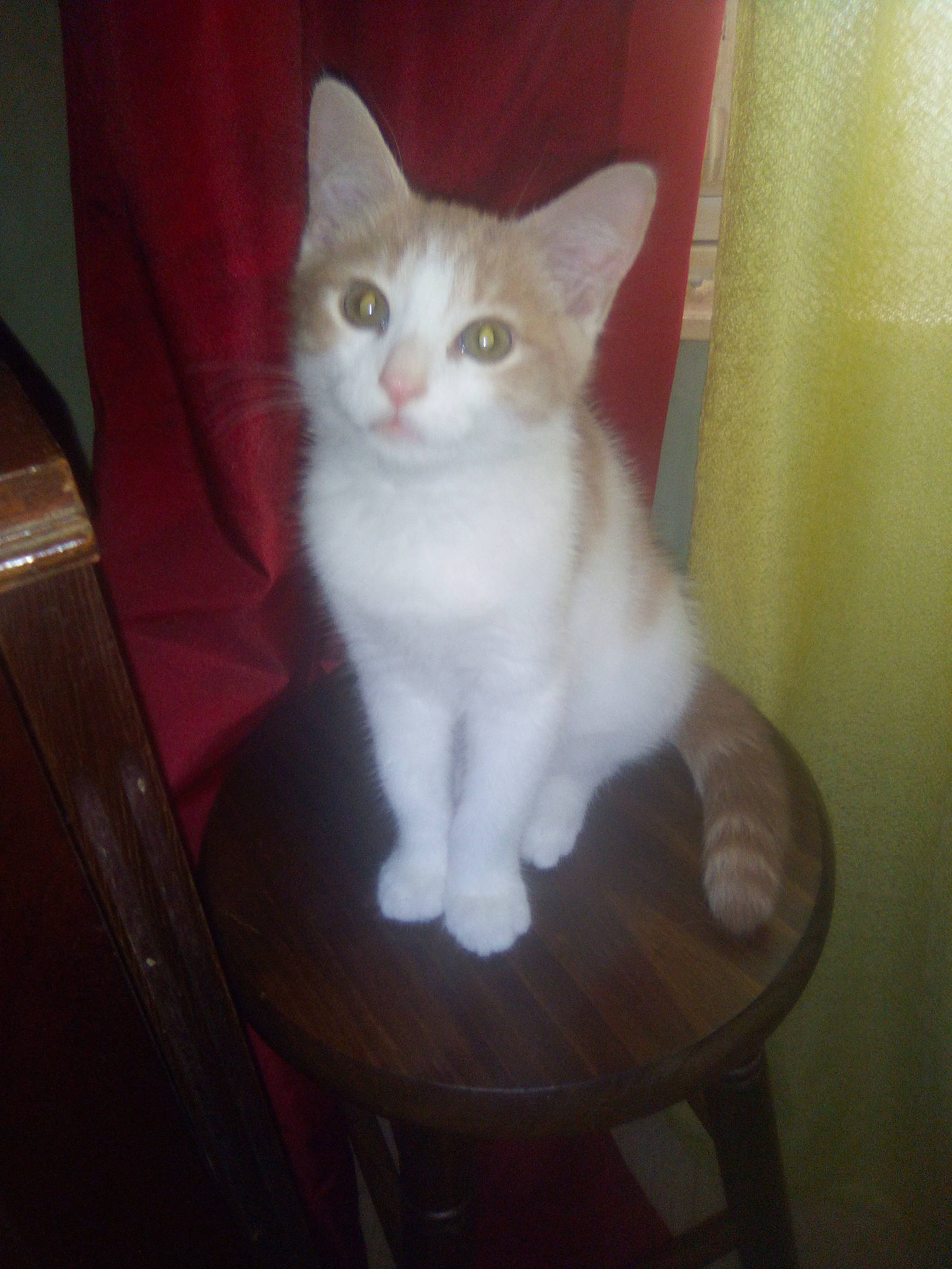 Link participe au concours pour gagner de l'argent avec cette photo : carnivore, cat, chair, comfort, curtain, domestic_short_haired_cat, eye, fawn, felidae, fur, hardwood, head, paw, sitting, small_to_medium_sized_cats, snout, tail, whiskers, wood