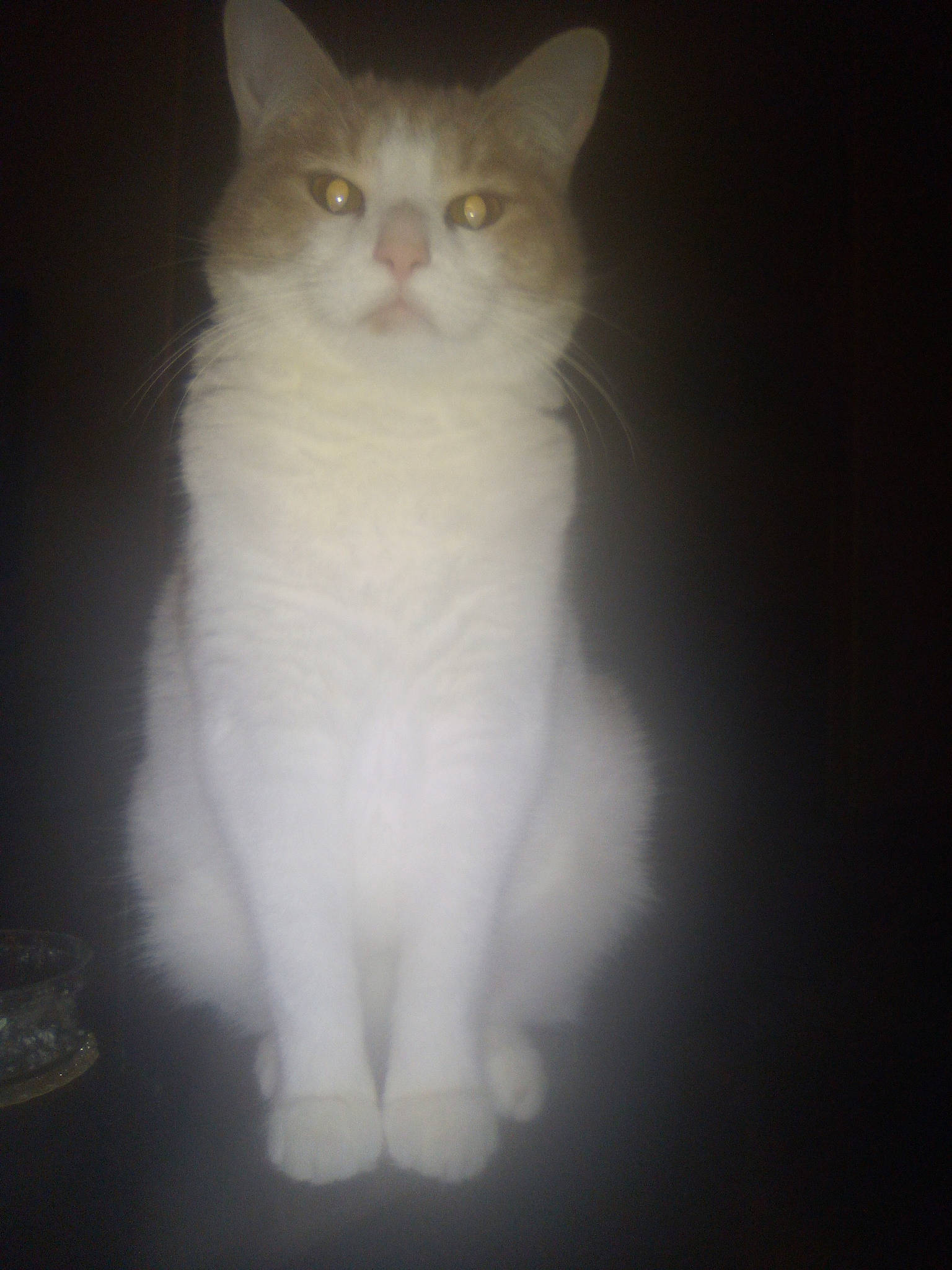 Link a rejoint le concours — aidez-le/la à gagner de superbes lots ! carnivore, cat, darkness, domestic_short_haired_cat, felidae, fur, paw, sitting, small_to_medium_sized_cats, snout, tail, terrestrial_animal, whiskers, window, wood