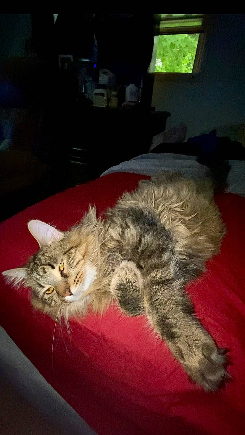 Zella is registered to the contest to win money with this photo: art, carnivore, cat, claw, comfort, dog_breed, domestic_short_haired_cat, felidae, fur, maine_coon, nap, norwegian_forest_cat, paw, plant, small_to_medium_sized_cats, tail, terrestrial_animal, whiskers