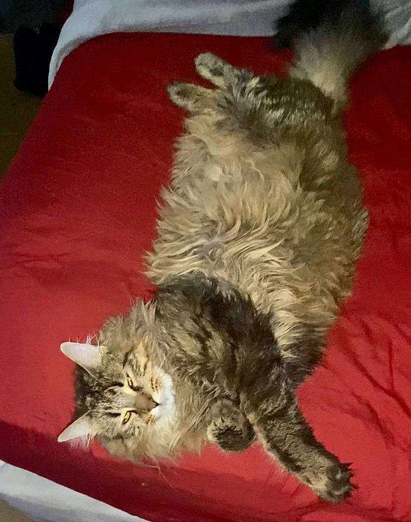 Zella joined the competition — help win amazing prizes! bedding, british_longhair, carnivore, cat, claw, comfort, companion_dog, felidae, fur, linens, nap, paw, pillow, plant, small_to_medium_sized_cats, tail, throw_pillow, whiskers