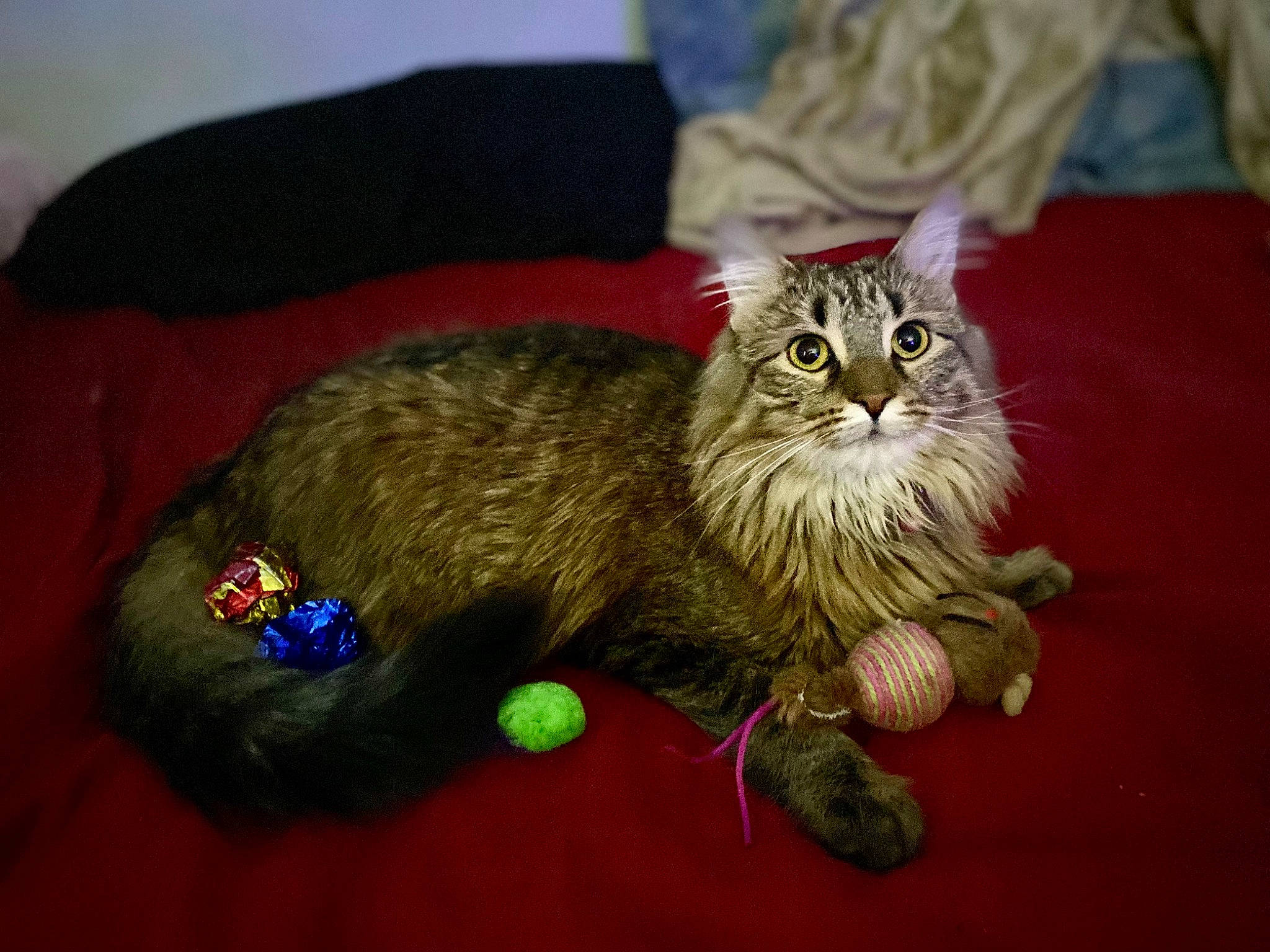 Zella joined the competition — help win amazing prizes! carnivore, cat, claw, domestic_short_haired_cat, fang, felidae, fur, paw, plant, small_to_medium_sized_cats, snout, tail, terrestrial_animal, whiskers