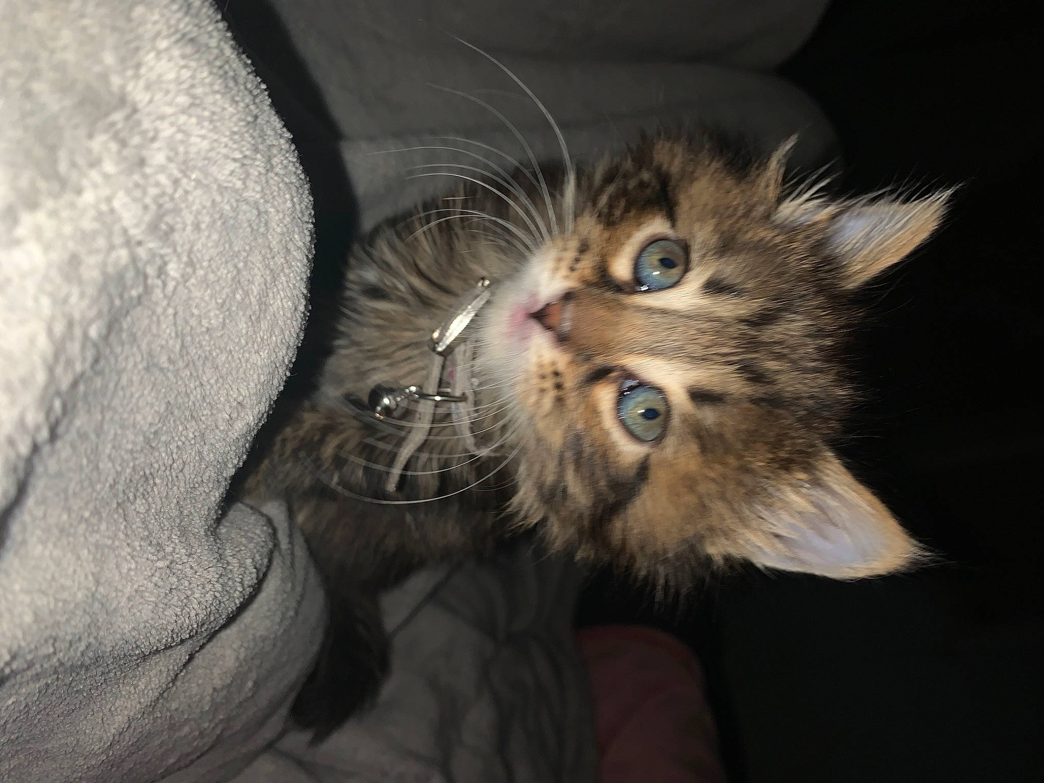 Zella joined the competition — help win amazing prizes! carnivore, cat, claw, comfort, darkness, domestic_short_haired_cat, felidae, fur, gesture, grey, maine_coon, paw, small_to_medium_sized_cats, snout, tail, terrestrial_animal, whiskers, wildlife