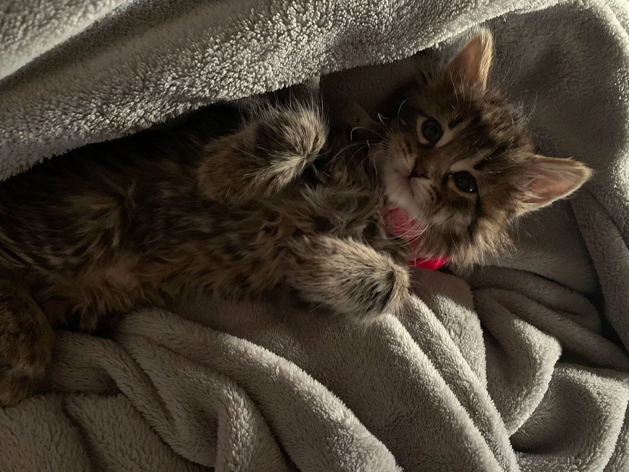 Zella joined the competition — help win amazing prizes! carnivore, cat, claw, close_up, comfort, domestic_short_haired_cat, fawn, felidae, fur, grey, paw, small_to_medium_sized_cats, snout, whiskers