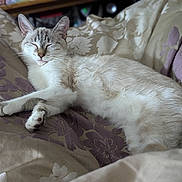 Aspen joined the competition — help win amazing prizes! cat, sleeping, resting, feline, pet, cozy, blanket, floral_pattern, indoor, cute, whiskers, paws, fur, relaxation, comfort, animal, domestic, peaceful, nap, soft