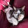 Minou