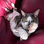 cat, gray_and_white, upside_down, paws, reaching, curious_eyes, couch, red_leather, indoor, pet, feline, relaxed, playful, whiskers, ears, fur, claws, home, animal, close_up