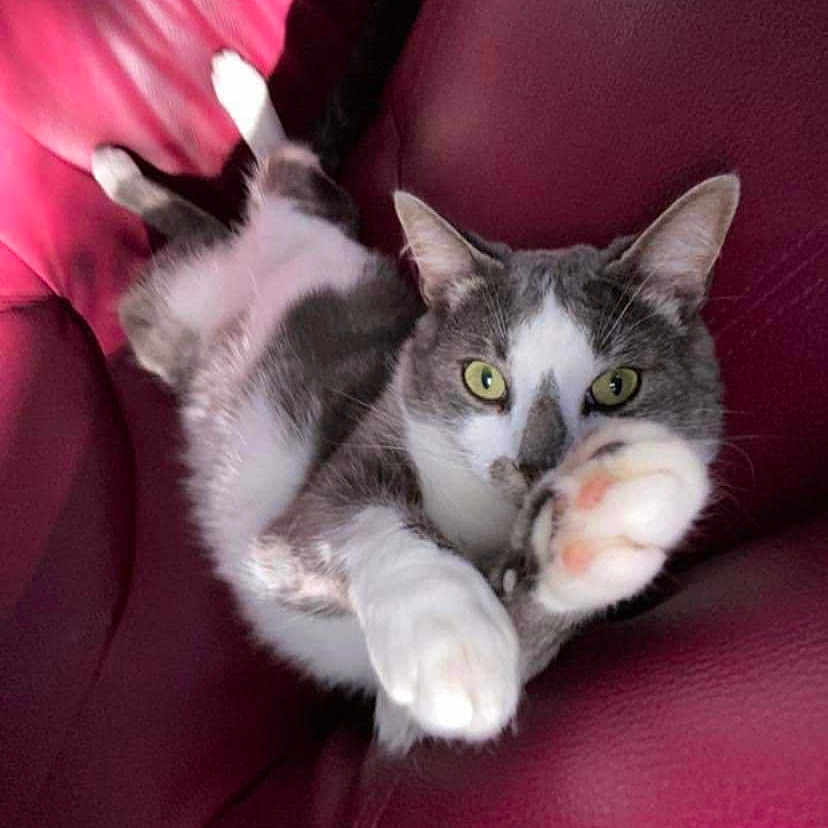 Minou a rejoint le concours — aidez-le/la à gagner de superbes lots ! animal, cat, claws, close_up, couch, curious_eyes, ears, feline, fur, gray_and_white, home, indoor, paws, pet, playful, reaching, red_leather, relaxed, upside_down, whiskers