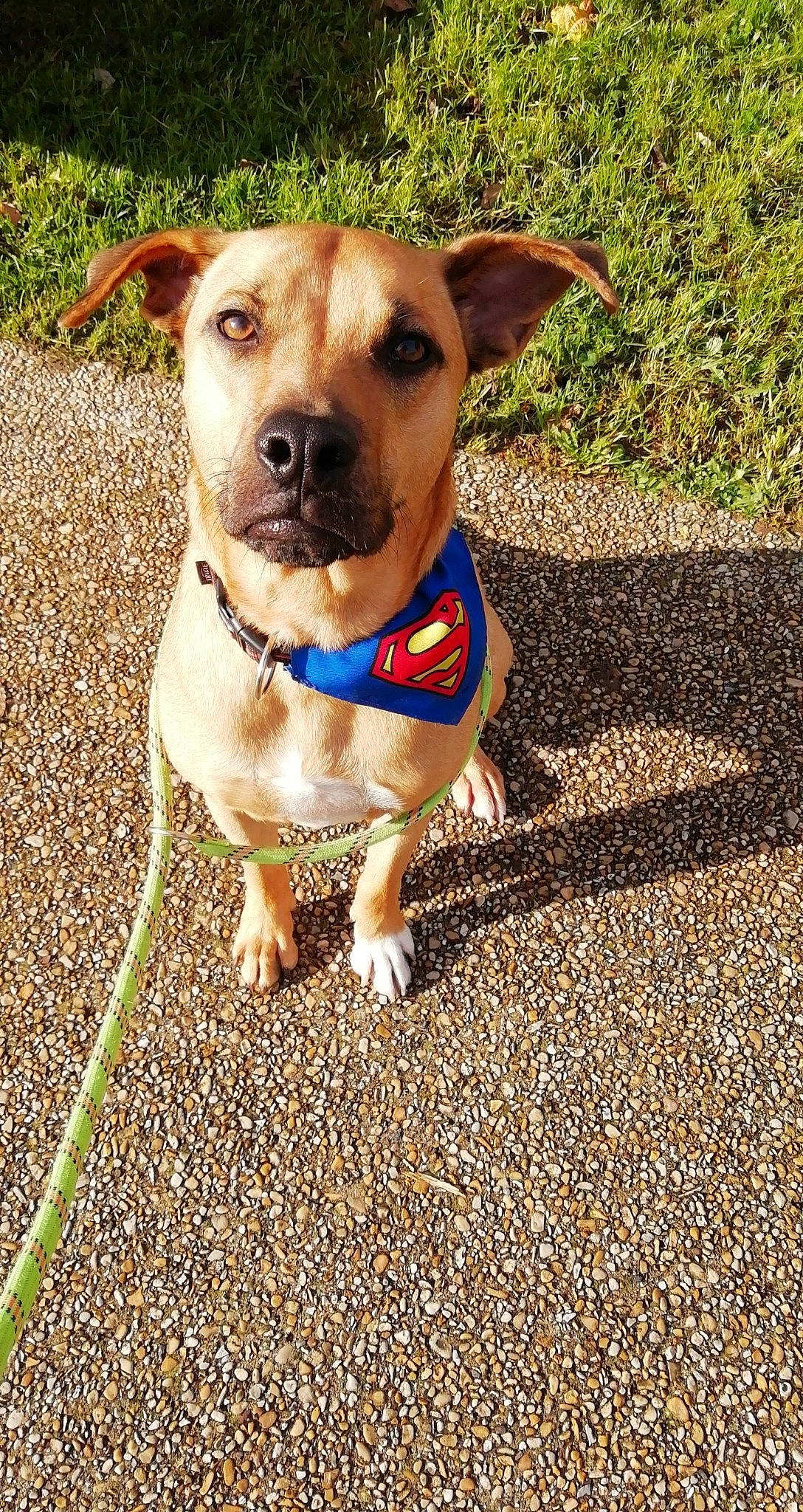 Ecko a rejoint le concours — aidez-le/la à gagner de superbes lots ! adventure, canidae, carnivore, companion_dog, dog, dog_breed, dog_collar, dog_walking, fashion_accessory, fawn, grass, leash, mammal, plant, potcake_dog, puppy, rare_breed_dog, snout, sporting_group, vertebrate