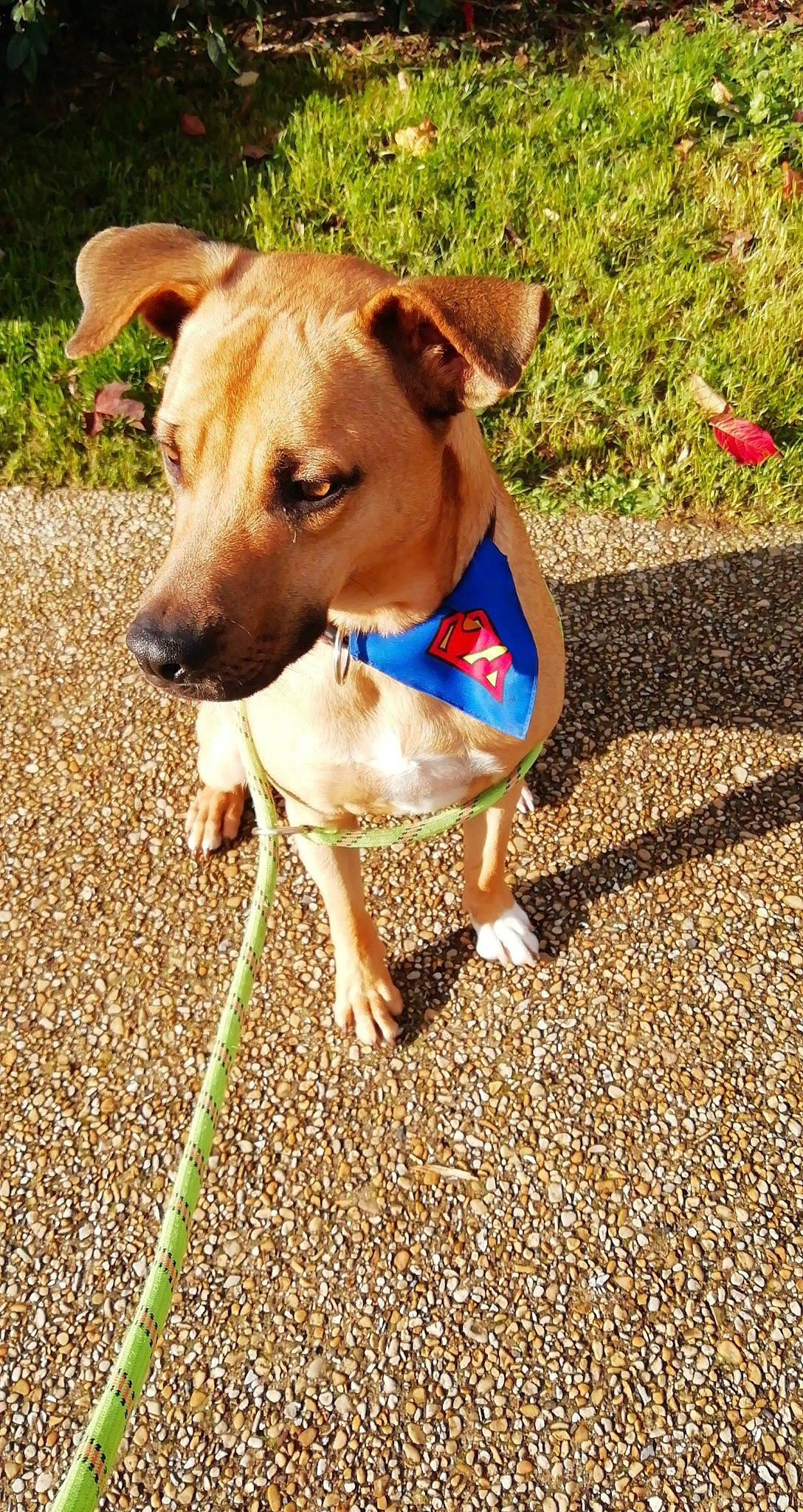 Ecko participe au concours pour gagner de l'argent avec cette photo : adventure, canidae, carnivore, collar, companion_dog, dog, dog_breed, dog_clothes, dog_collar, fashion_accessory, fawn, feist, italian_greyhound, leash, mammal, potcake_dog, rare_breed_dog, vertebrate