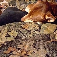 Abby participe au concours pour gagner de l'argent avec cette photo : dog, sleeping, couch, floral_pattern, indoor, cozy, brown_dog, upholstery, furniture, resting, ears, head, household, room, blanket, comfort, pet, animal, relax, domestic