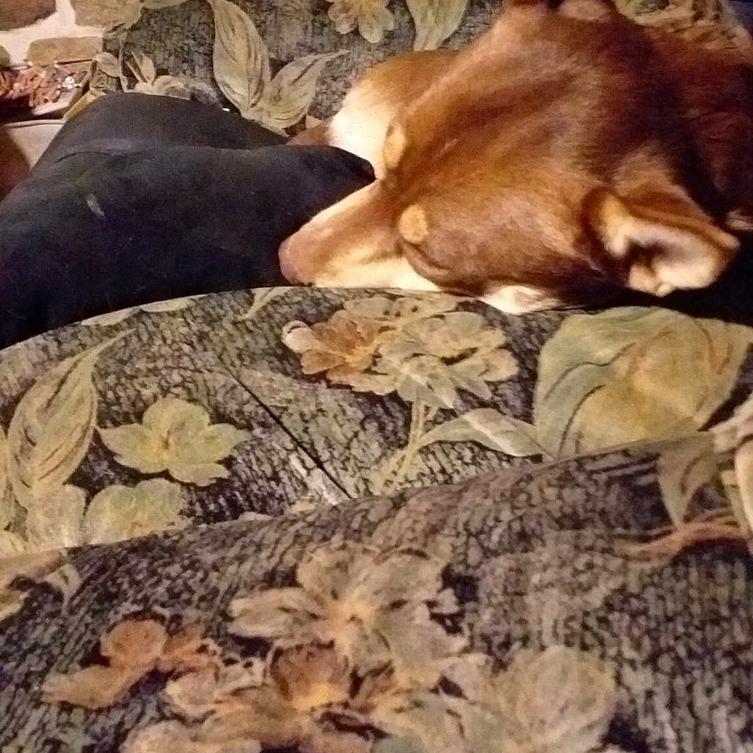 Abby participe au concours pour gagner de l'argent avec cette photo : animal, blanket, brown_dog, comfort, couch, cozy, dog, domestic, ears, floral_pattern, furniture, head, household, indoor, pet, relax, resting, room, sleeping, upholstery