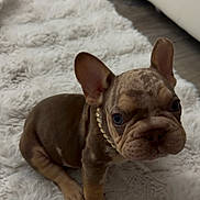 Dior joined the competition — help win amazing prizes! dog, puppy, french_bulldog, pet, animal, sitting, indoors, rug, fluffy, wrinkles, ears, collar, brown_coat, portrait, cute, camera_facing, toy, paw_print, home, floor