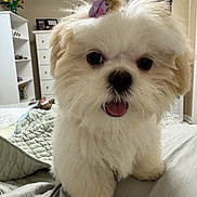 Bea is registered to the contest to win money with this photo: puppy, dog, fluffy, white, bow, bed, bedroom, furniture, blanket, toy, flowers, cabinet, shelf, cute, pet, indoor, tongue_out, small_dog, fur, happy