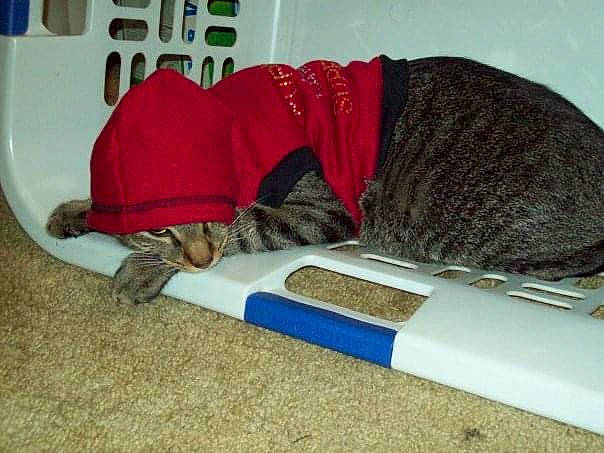 Airhead is registered to the contest to win money with this photo: cap, carmine, cat, comfort, fashion_accessory, felidae, flooring, fur, knit_cap, linens, pattern, rug, small_to_medium_sized_cats, tail, textile, thread, wood, wool, woolen, woven_fabric