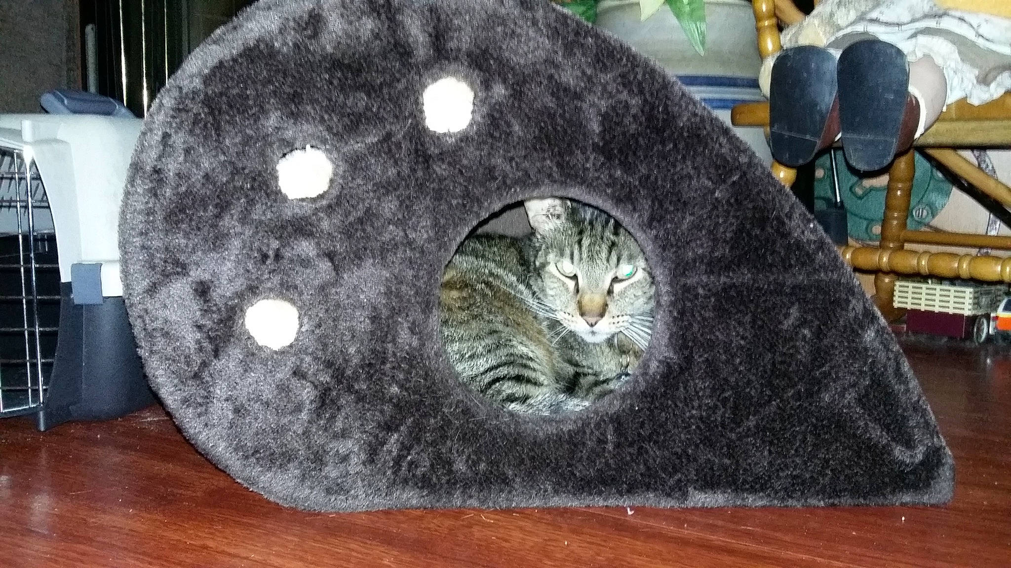 Airhead joined the competition — help win amazing prizes! carnivore, cat, cat_bed, cat_furniture, cat_supply, chair, circle, comfort, domestic_short_haired_cat, felidae, fur, grey, hardwood, pattern, pet_supply, plant, small_to_medium_sized_cats, tail, whiskers, wood