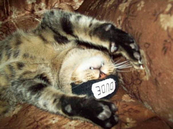 Airhead joined the competition — help win amazing prizes! big_cats, carnivore, cat, claw, close_up, comfort, domestic_short_haired_cat, fang, felidae, foot, fur, nap, ocelot, paw, small_to_medium_sized_cats, snout, tail, terrestrial_animal, whiskers, wildlife