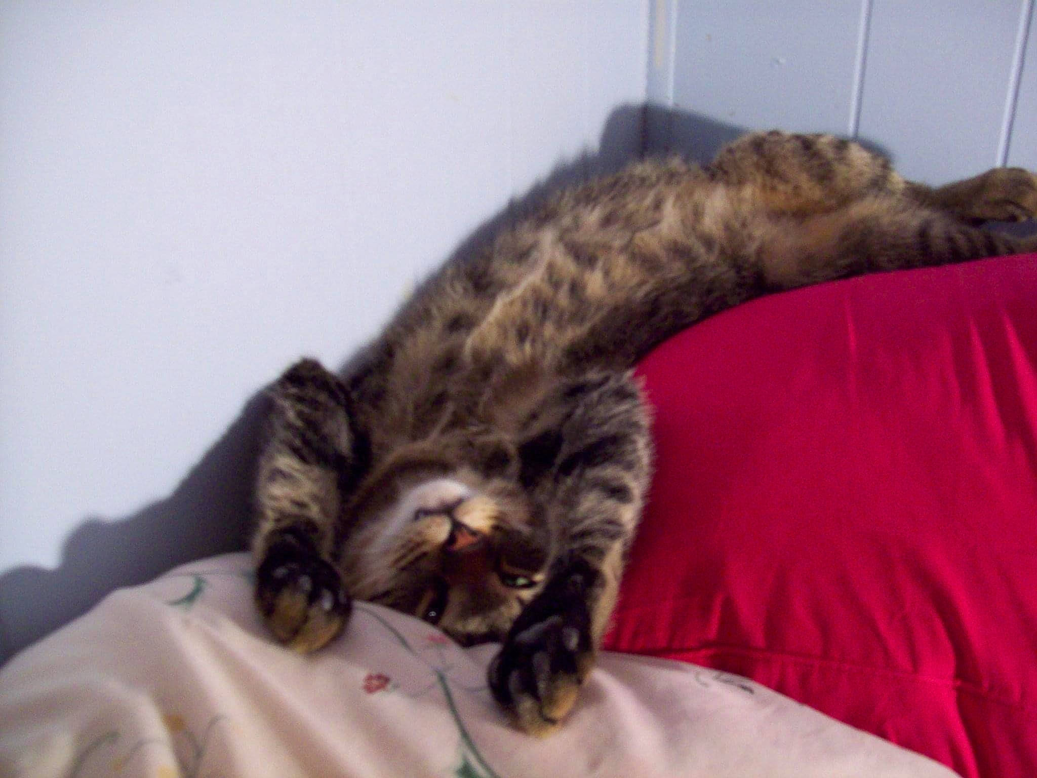 Airhead joined the competition — help win amazing prizes! bed, bedding, carnivore, cat, claw, comfort, domestic_short_haired_cat, felidae, fur, linens, nap, paw, sleep, small_to_medium_sized_cats, tail, terrestrial_animal, whiskers