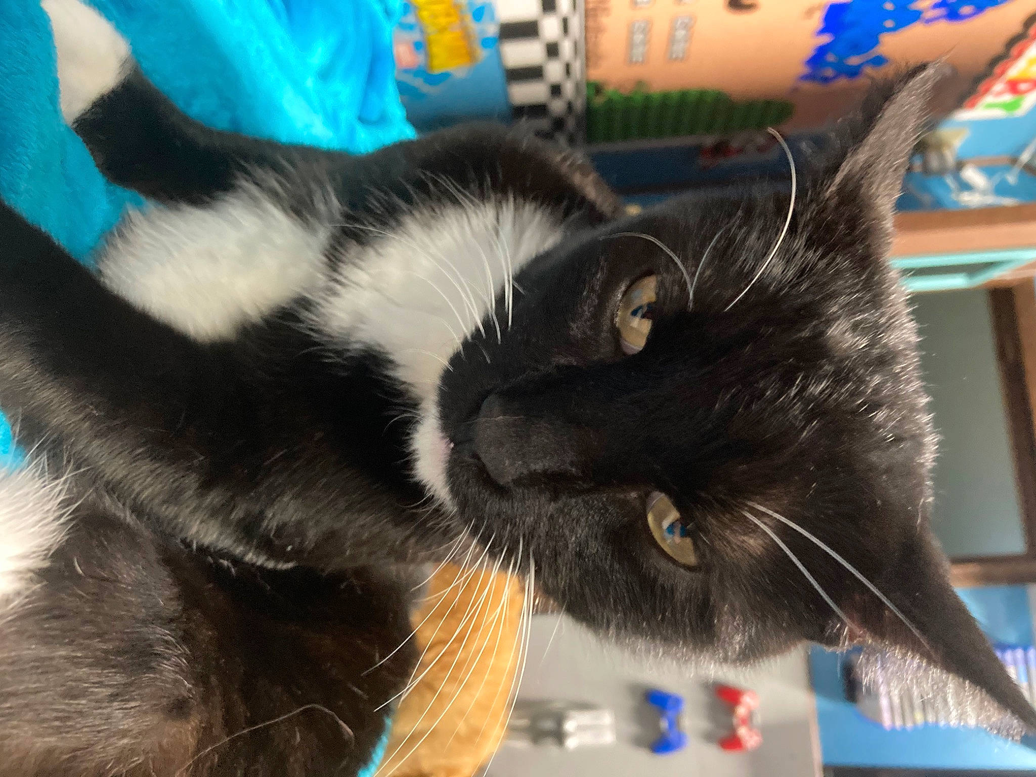 Minion joined the competition — help win amazing prizes! art, black_cat, carnivore, cat, claw, comfort, domestic_short_haired_cat, felidae, foot, fur, paw, small_to_medium_sized_cats, snout, tail, terrestrial_animal, whiskers