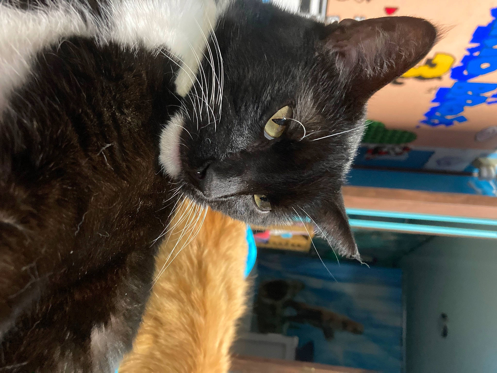 Minion joined the competition — help win amazing prizes! black_cat, bombay, carnivore, cat, claw, collar, comfort, domestic_short_haired_cat, ear, eye, felidae, fur, gesture, mammal, nap, paw, small_to_medium_sized_cats, snout, tail, whiskers