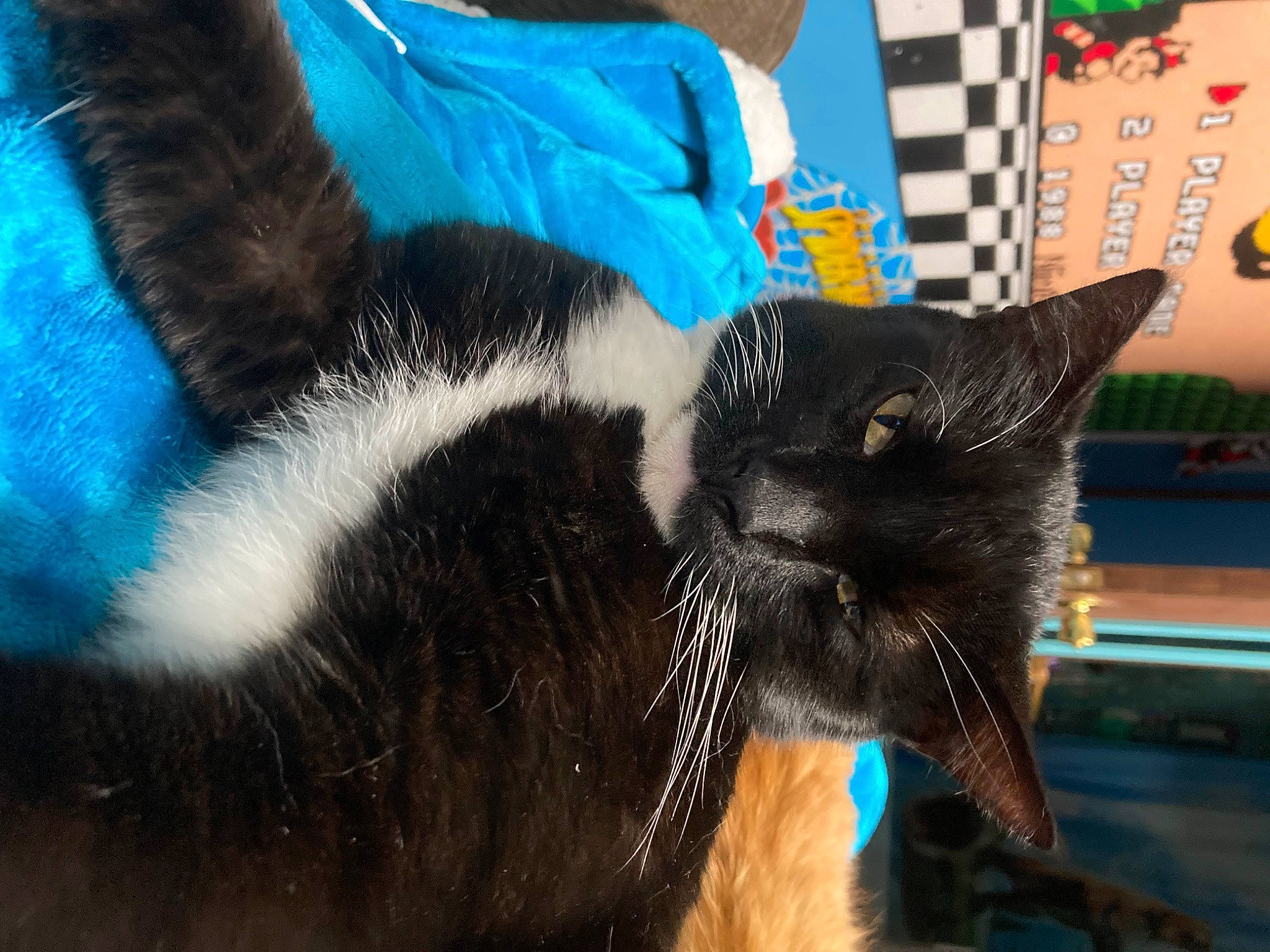 Minion is registered to the contest to win money with this photo: black_cat, blue, carnivore, cat, claw, collar, comfort, domestic_short_haired_cat, electric_blue, felidae, fur, grass, paw, small_to_medium_sized_cats, snout, tail, terrestrial_animal, tree, whiskers, window