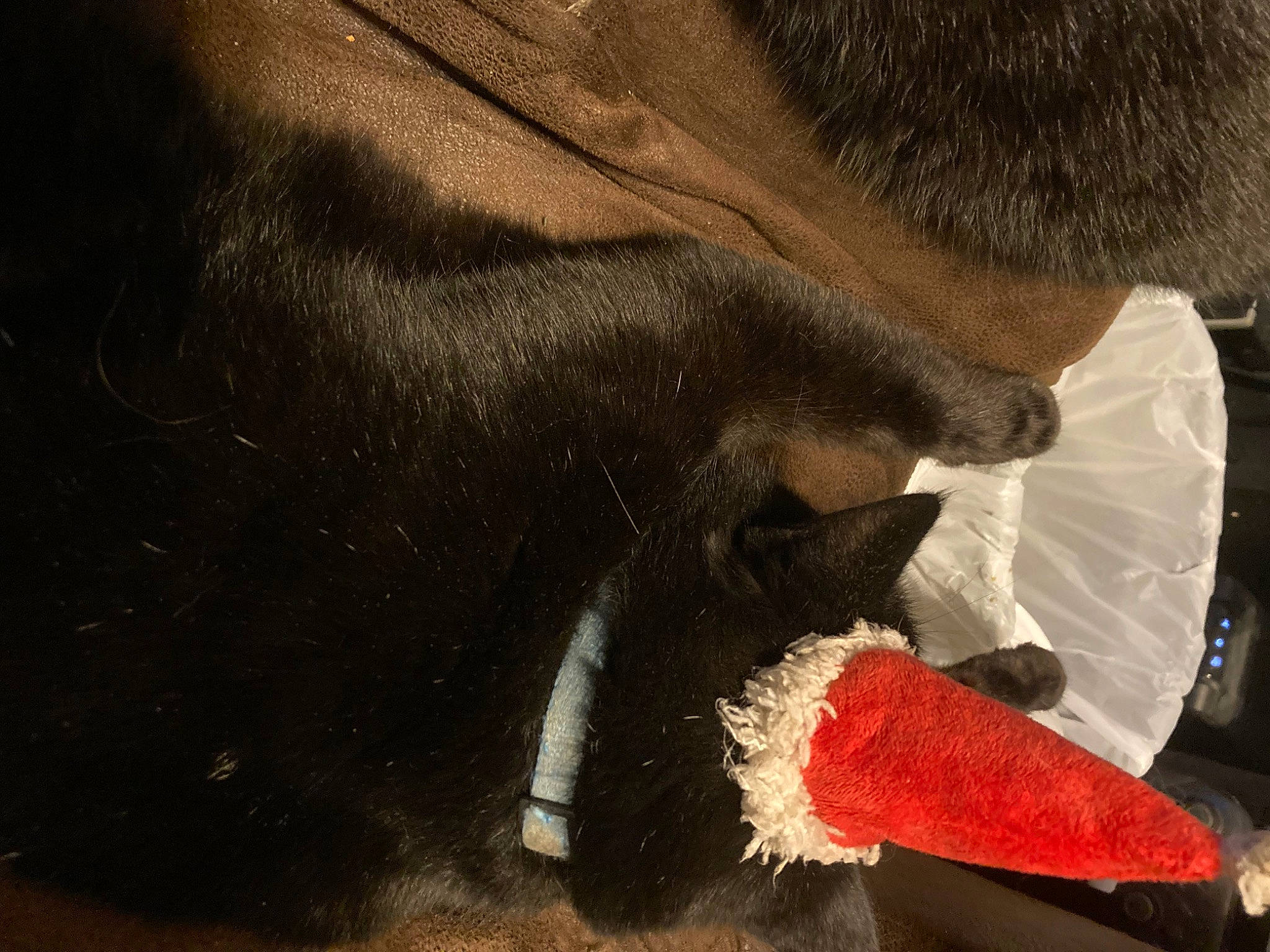 Patch is registered to the contest to win money with this photo: beard, carmine, claw, facial_hair, fashion_accessory, feather, flesh, foot, fur, gesture, glove, human_leg, nail, personal_protective_equipment, safety_glove, snout, tail, whiskers, wool, wrist