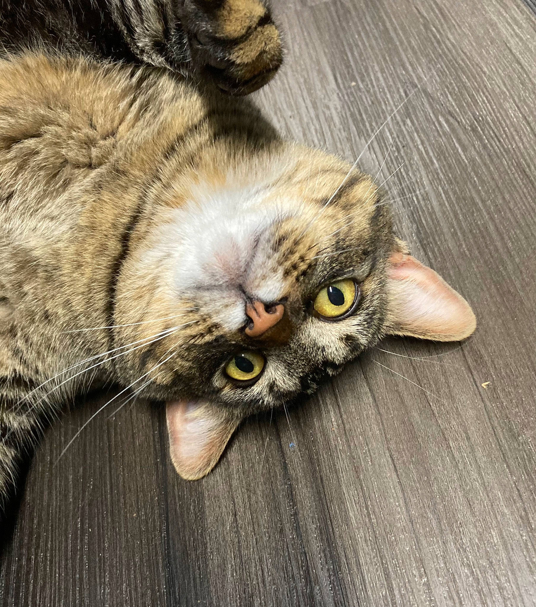 Sam joined the competition — help win amazing prizes! carnivore, cat, claw, comfort, domestic_short_haired_cat, ear, felidae, flooring, fur, grey, hardwood, paw, plant, small_to_medium_sized_cats, snout, tail, whiskers, wood