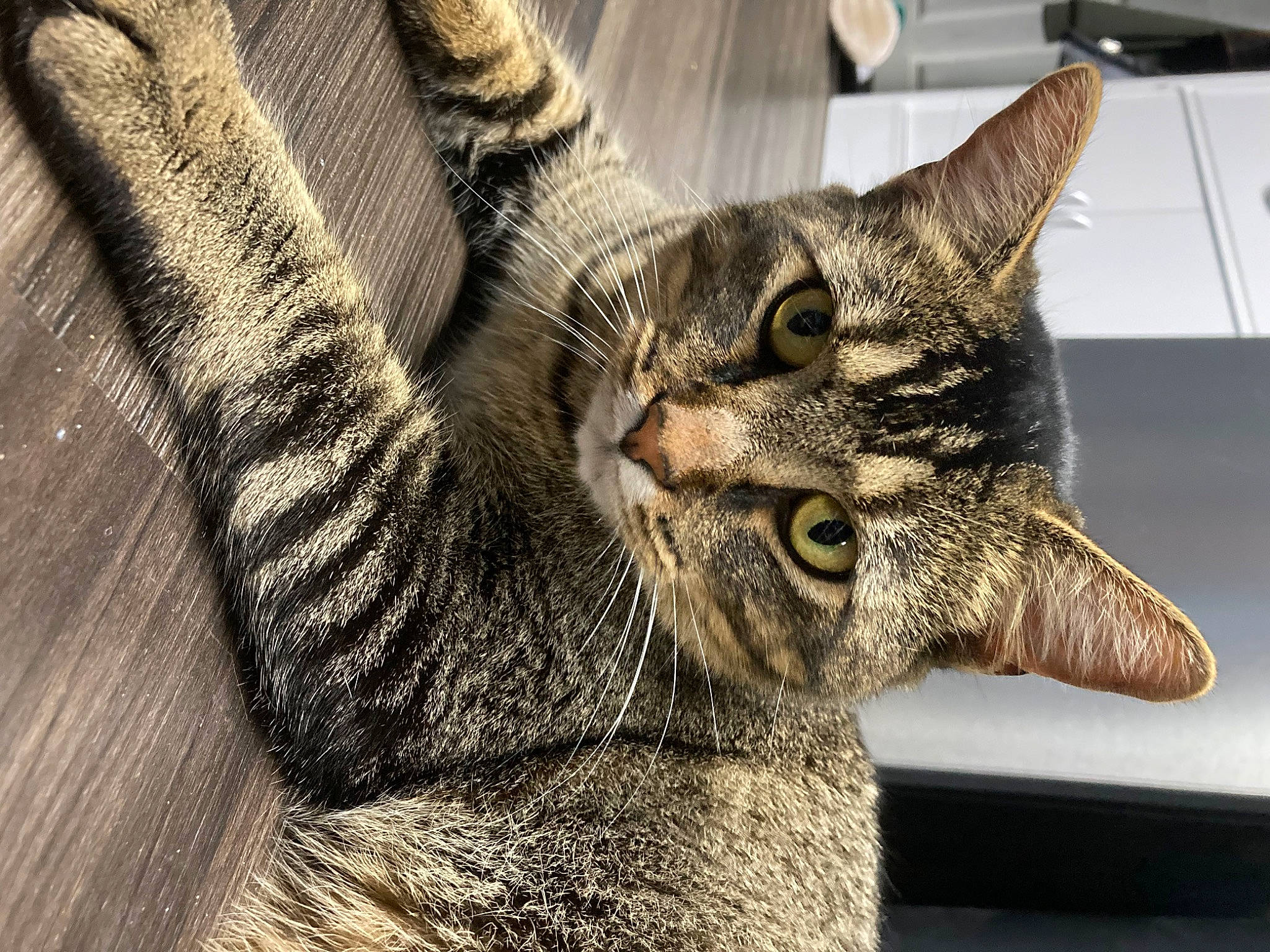 Sam is registered to the contest to win money with this photo: carnivore, cat, claw, domestic_short_haired_cat, felidae, fur, pattern, paw, small_to_medium_sized_cats, snout, terrestrial_animal, whiskers, wildlife, window, wood