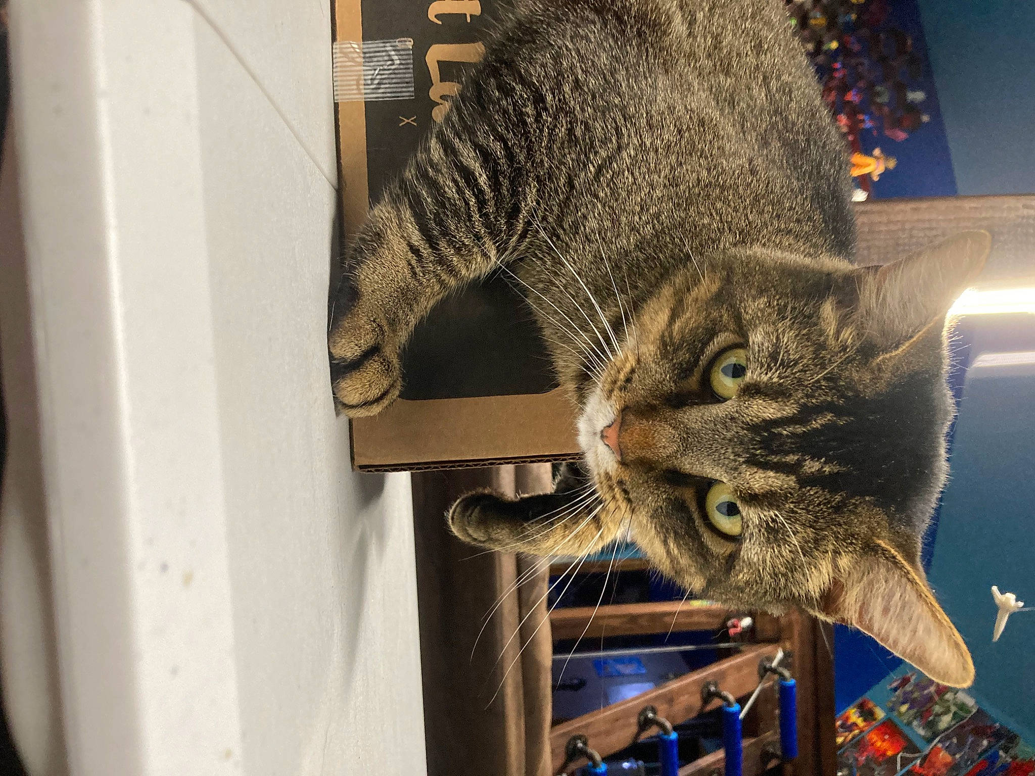 Sam is registered to the contest to win money with this photo: art, carnivore, cat, domestic_short_haired_cat, felidae, fur, hat, metal, organism, shelf, small_to_medium_sized_cats, snout, tail, terrestrial_animal, tree, whiskers