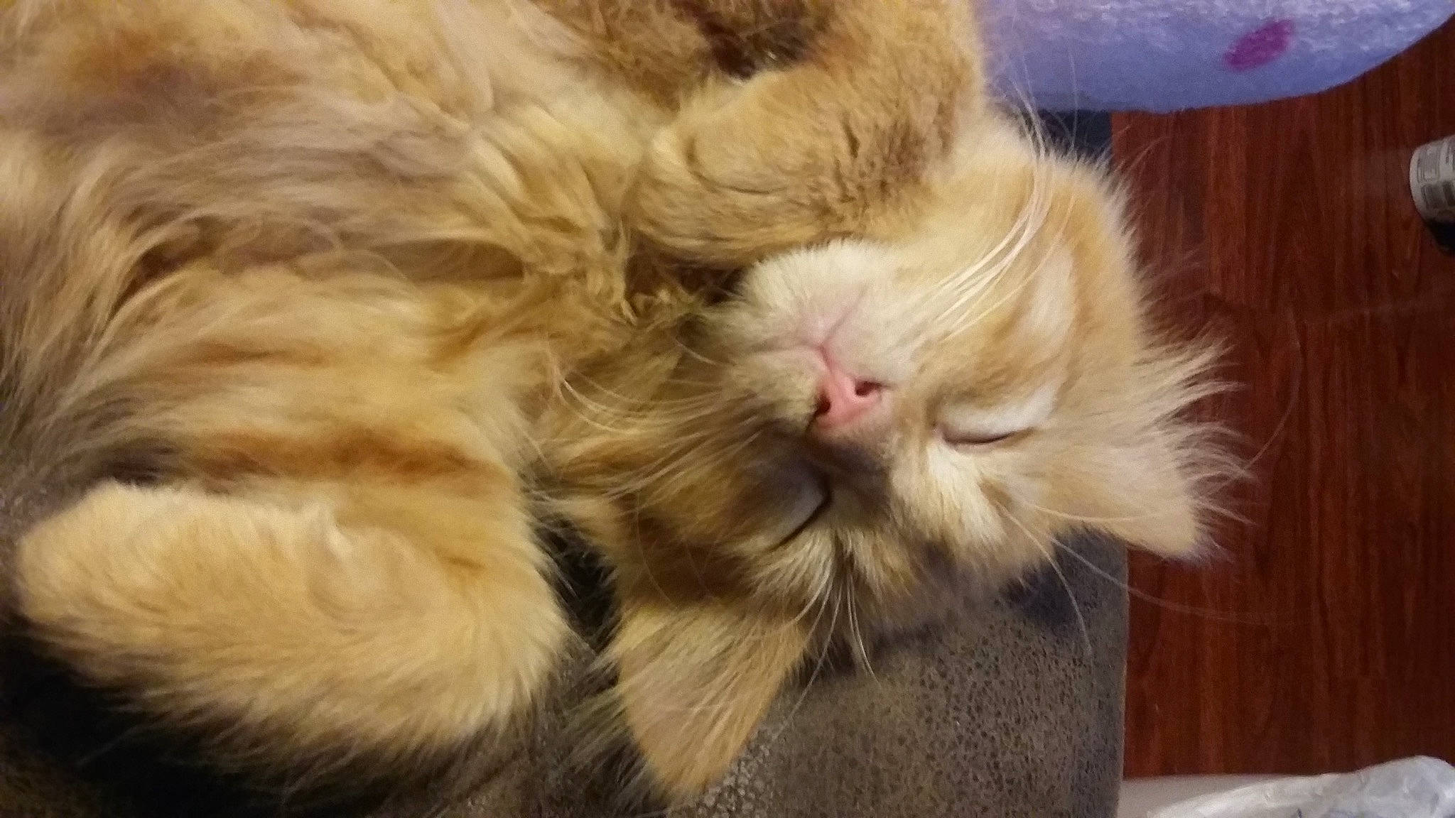 Milo joined the competition — help win amazing prizes! carnivore, cat, claw, close_up, comfort, domestic_short_haired_cat, fawn, felidae, fur, gesture, mammal, nap, paw, sleep, small_to_medium_sized_cats, snout, tail, whiskers