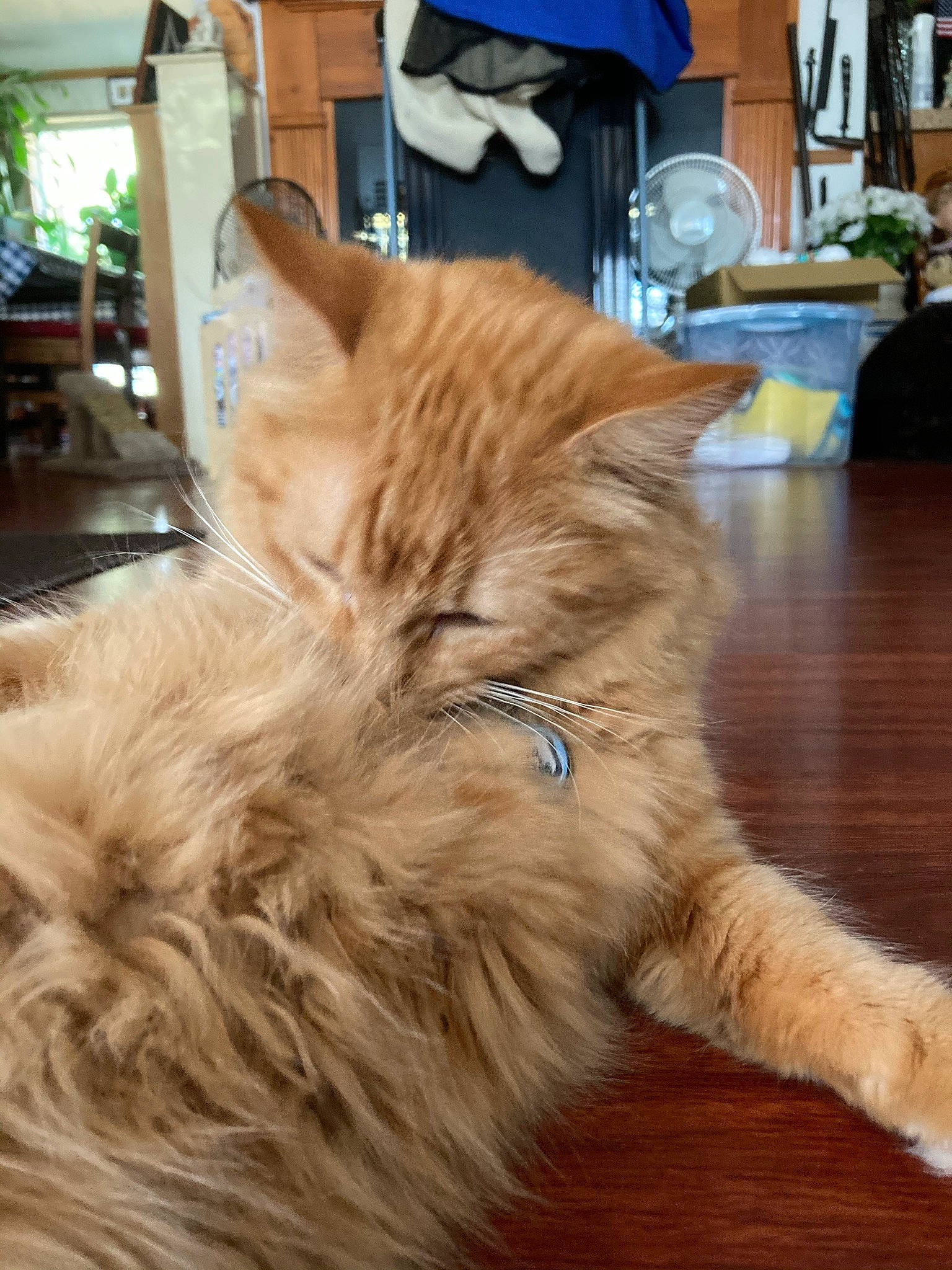 Milo joined the competition — help win amazing prizes! carnivore, cat, claw, fawn, felidae, flooring, fur, hardwood, houseplant, maine_coon, paw, plant, small_to_medium_sized_cats, snout, tail, terrestrial_animal, whiskers, wood, wood_flooring, wood_stain