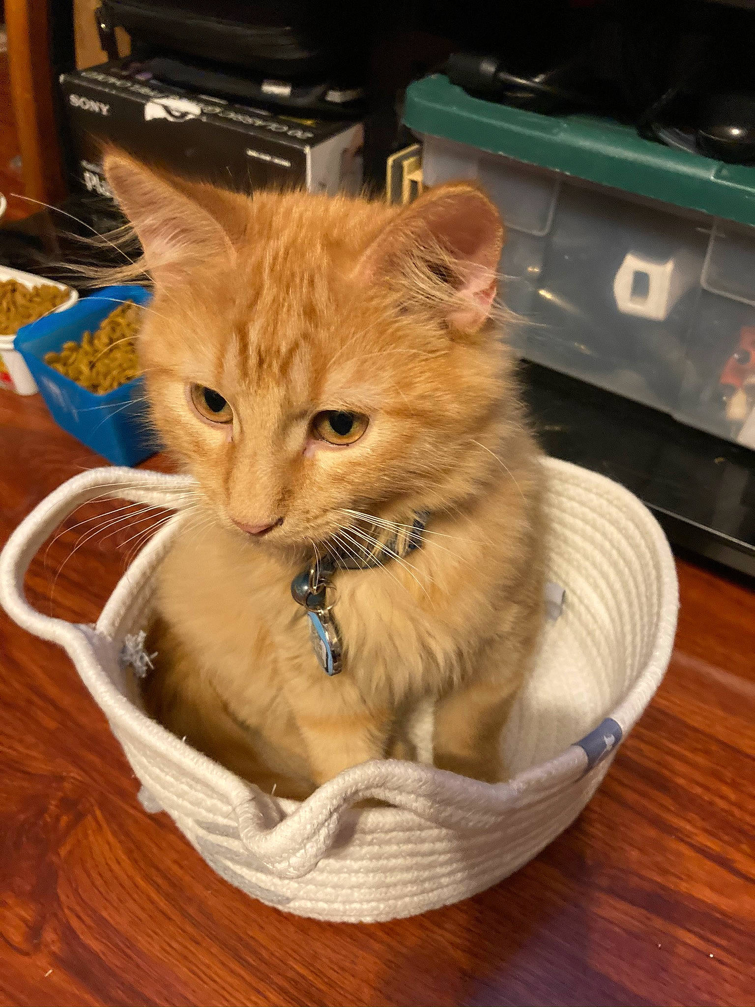 Milo joined the competition — help win amazing prizes! bag, basket, box, cardboard, carnivore, cat, cat_supply, claw, domestic_short_haired_cat, fawn, felidae, fur, hardwood, paw, pet_supply, shipping_box, small_to_medium_sized_cats, whiskers, wicker, wood
