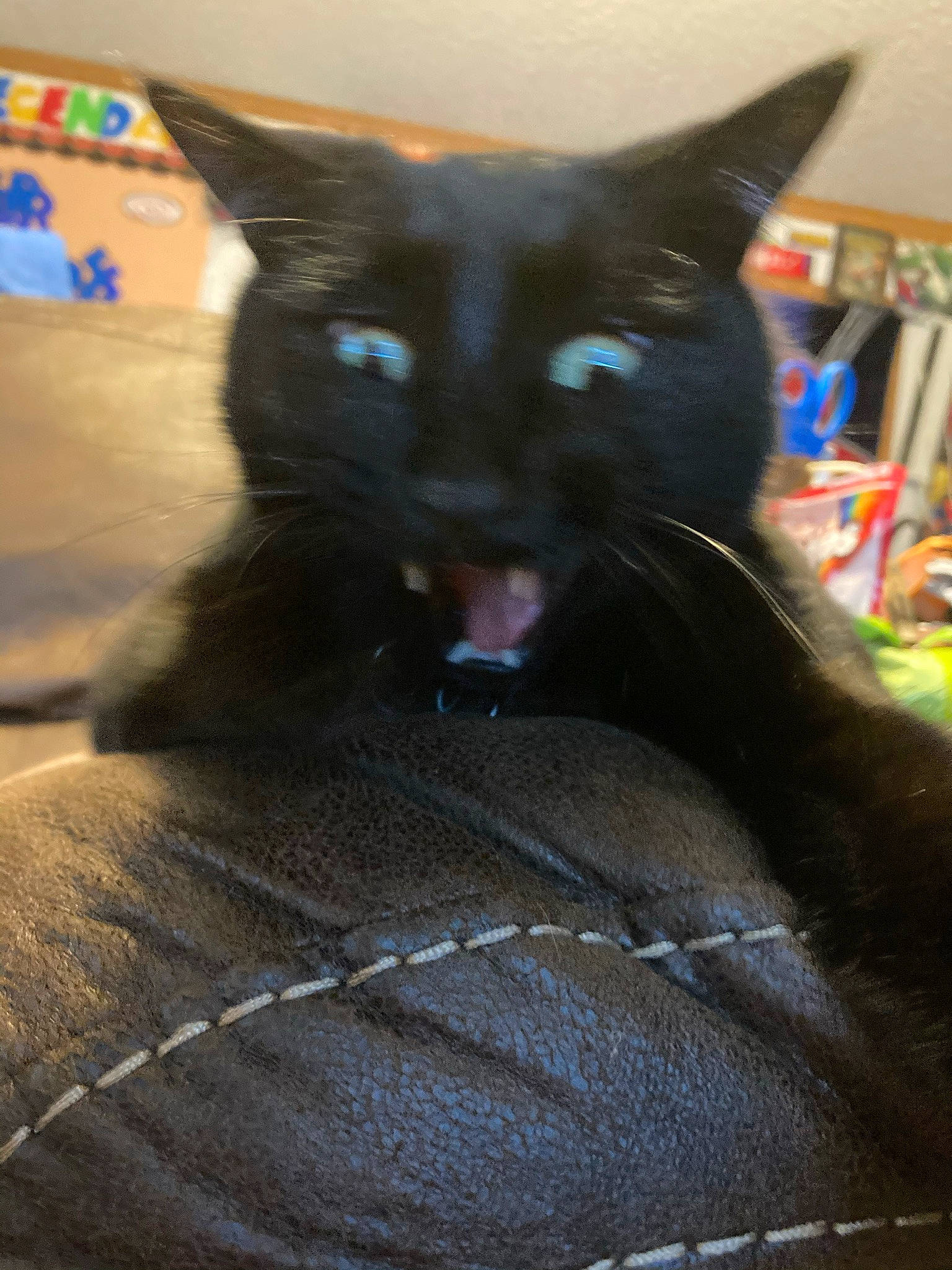 Midnight is registered to the contest to win money with this photo: black_cat, bombay, bookcase, carnivore, cat, cat_supply, claw, comfort, domestic_short_haired_cat, felidae, fur, grey, havana_brown, paw, room, shelf, small_to_medium_sized_cats, snout, tail, whiskers