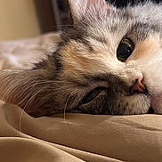 Stinkerbell joined the competition — help win amazing prizes! cat, close_up, fluffy, laying_down, beige, fabric, fur, eye, whiskers, cute, pet, domestic_animal, relaxed, soft_lighting, indoor, sleepy, muzzle, portrait, animal, feline