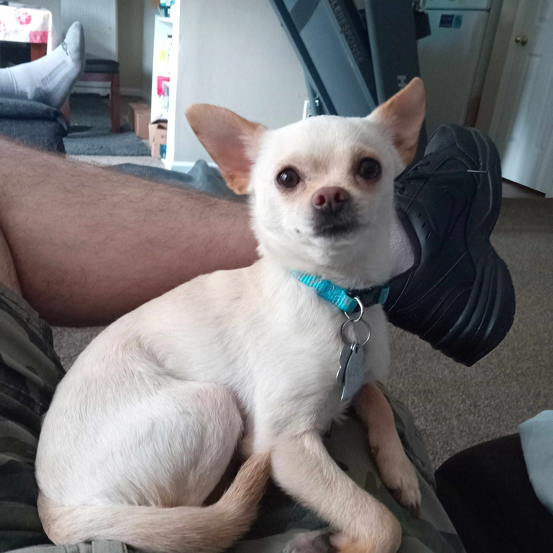 Odie joined the competition — help win amazing prizes! adult, animal, box, canine, chihuahua, clothing, couch, cushion, dog, footwear, furniture, homedecor, indoors, interiordesign, male, man, person, pet, puppy, shoe