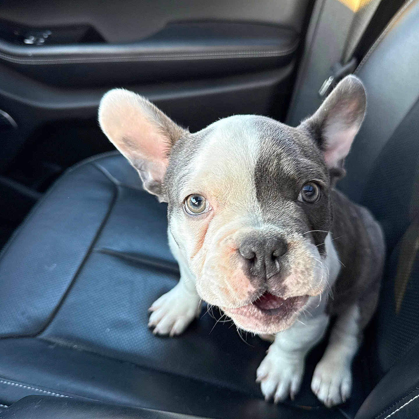 Milo joined the competition — help win amazing prizes! accessories, animal, belt, bostonbull, boxer, bulldog, canine, car, dog, frenchbulldog, machine, pet, pitbull, puppy, snout, spoke, transportation, vehicle, whitedog