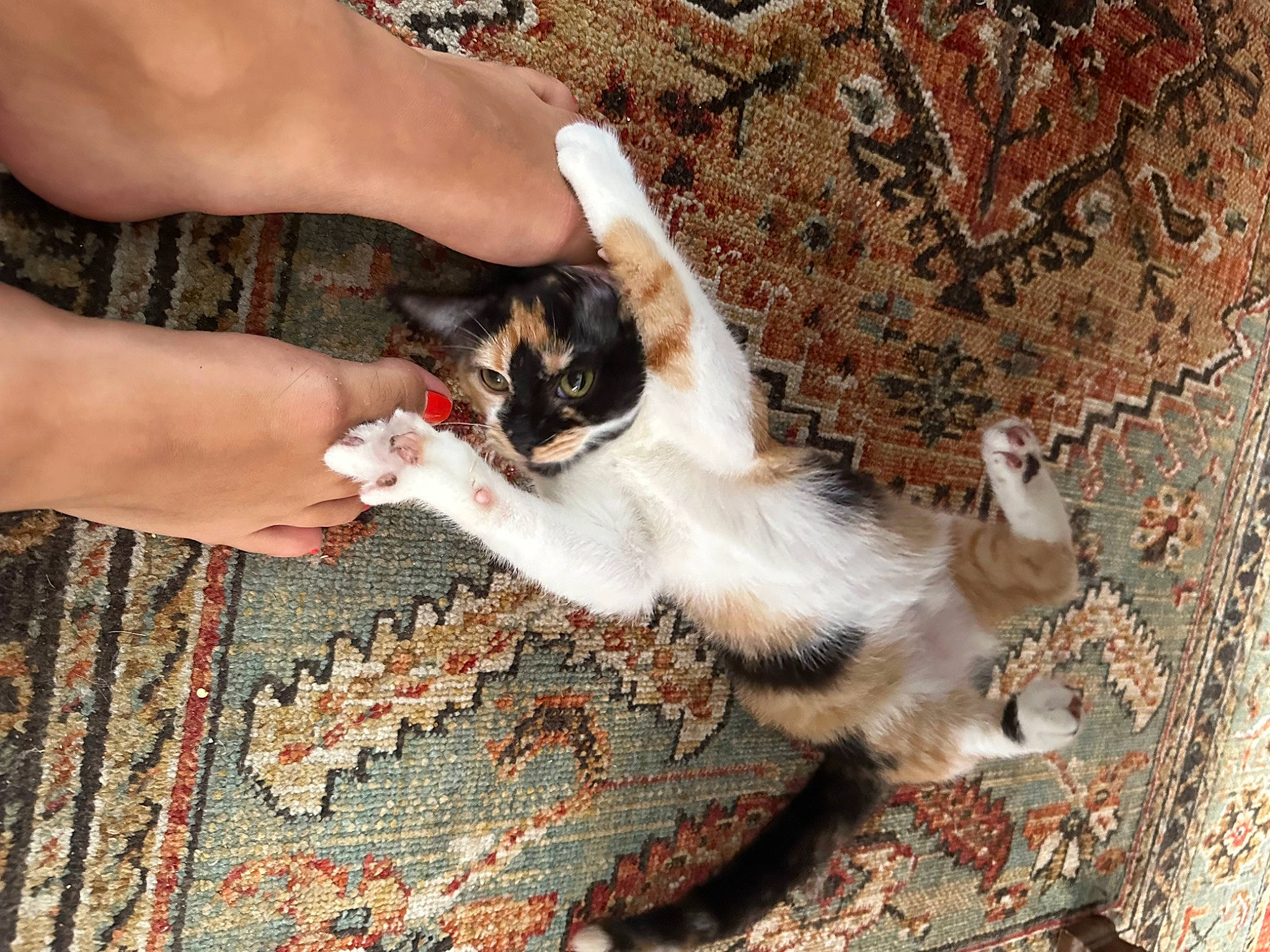 Kaya is registered to the contest to win money with this photo: carnivore, cat, claw, domestic_short_haired_cat, fawn, felidae, foot, fur, hand, human_leg, nail, paw, small_to_medium_sized_cats, tail, terrestrial_animal, tree, whiskers, wood, wrist