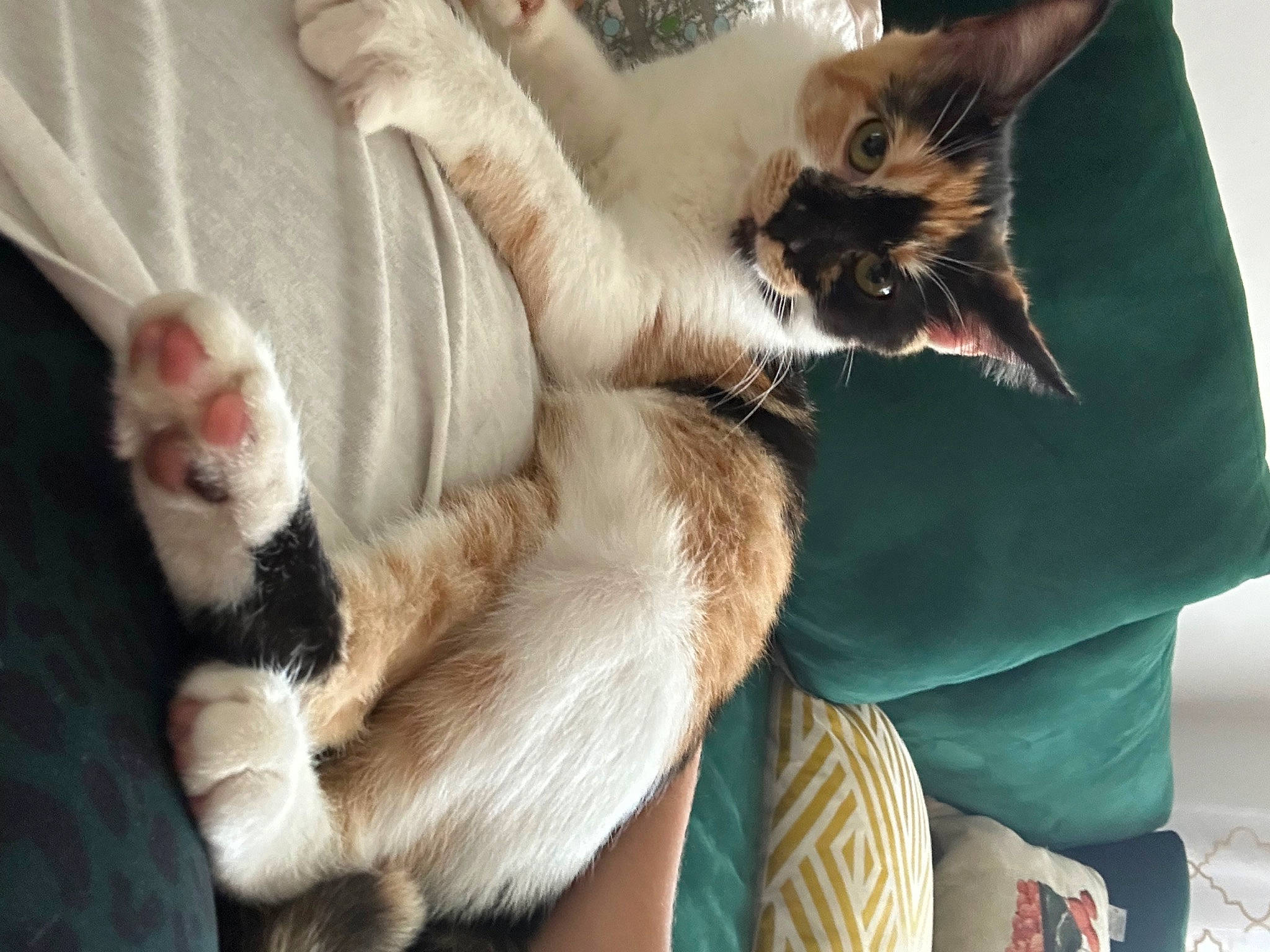 Kaya is registered to the contest to win money with this photo: carnivore, cat, cat_supply, claw, comfort, domestic_short_haired_cat, fawn, felidae, fur, gesture, lap, mammal, nail, paw, small_to_medium_sized_cats, snout, tail, thai, vertebrate, whiskers