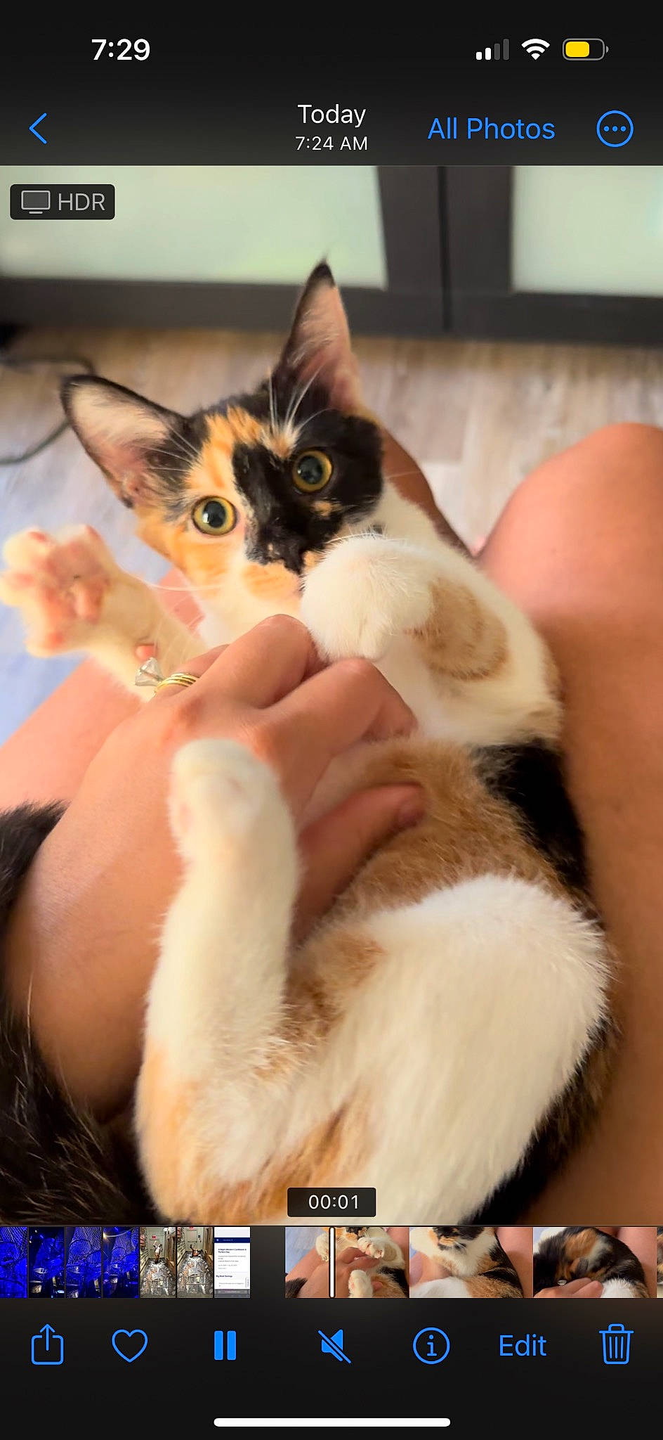 Kaya is registered to the contest to win money with this photo: carnivore, cat, claw, comfort, domestic_short_haired_cat, eyelash, fawn, felidae, fur, gesture, human_leg, lap, nail, paw, small_to_medium_sized_cats, tail, whiskers