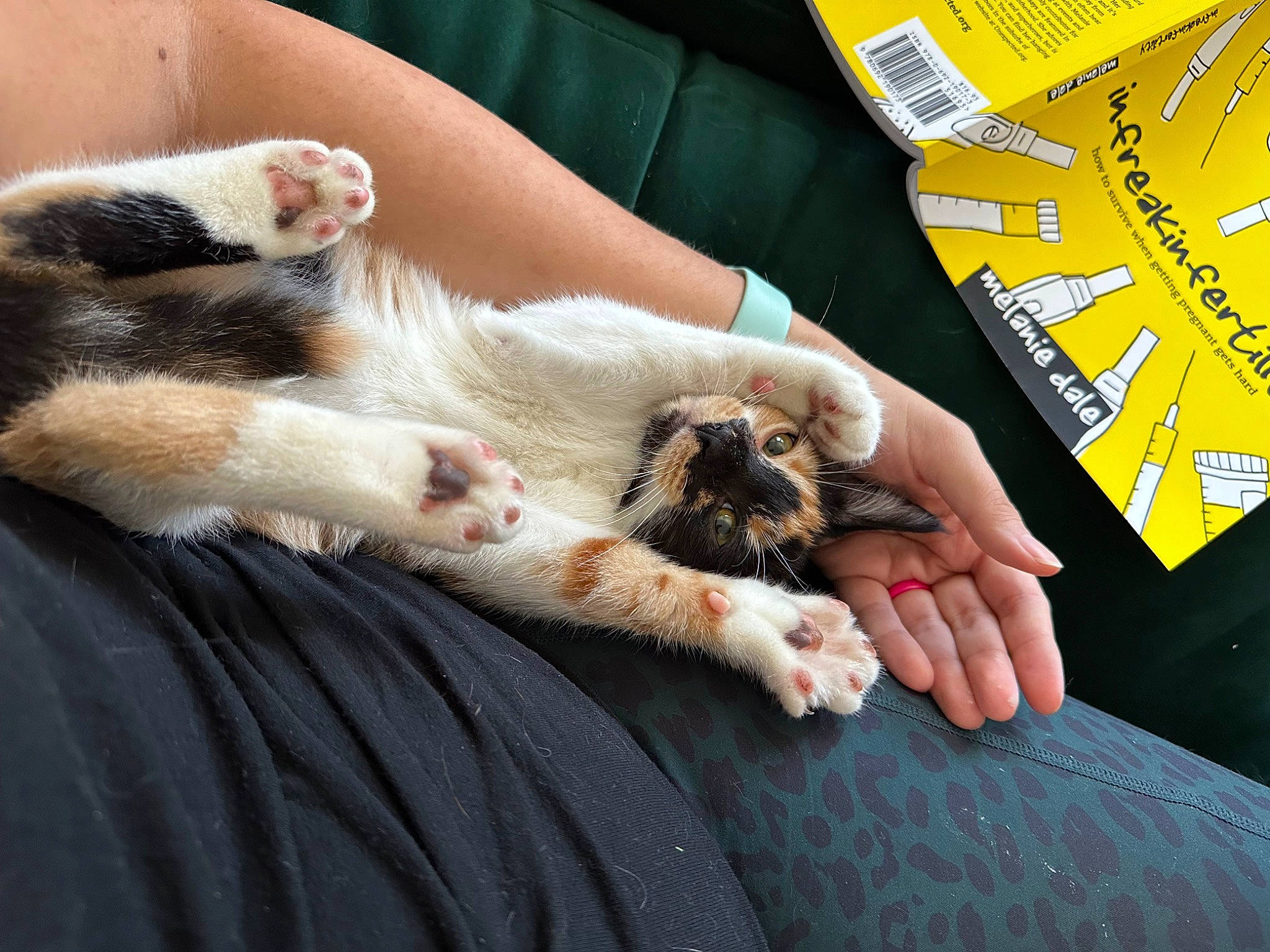 Kaya joined the competition — help win amazing prizes! canidae, carnivore, cat, claw, comfort, companion_dog, dog_breed, domestic_short_haired_cat, fawn, felidae, foot, fur, human_leg, linens, nail, paw, small_to_medium_sized_cats, sporting_group, tail, whiskers