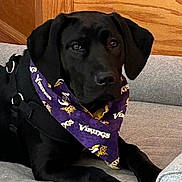 Ivy is registered to the contest to win money with this photo: animal, bandana, black_dog, canine, comfort, couch, dog, domestic_animal, ears, fur, gray_couch, indoor, laying_down, leisure, pet, purple_bandana, resting, snout, viking_logo, wood_paneling