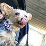 bowtie, car, companion, cute, daylight, dog, ear, fur, happy, outdoor, person, pet, road, seat, sunglasses, tongue, transportation, travel, vehicle, window