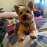 animal, bed, blanket, brown_fur, collar, cozy, curious, curtain, dog, ears, fabric, fur, home, indoor, light, pet, pillow, resting, small_dog, window