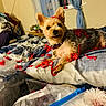 Cash joined the competition — help win amazing prizes! bed, blanket, blue, clutter, collar, curtains, dog, fabric, fur, indoor, lying_down, pet, plaid, plastic_bag, red_yarn, room, small_dog, white, window, yarn