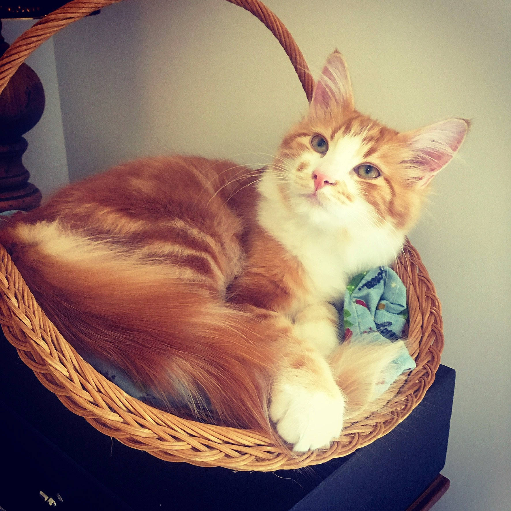 Curry participe au concours pour gagner de l'argent avec cette photo : basket, bed, box, carnivore, cat, cat_supply, comfort, domestic_short_haired_cat, fawn, felidae, fur, lap, paw, pet_supply, sitting, small_to_medium_sized_cats, snout, square, tail, whiskers