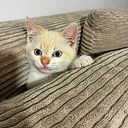 Opale participe au concours pour gagner de l'argent avec cette photo : animal, beige, cat, closeup, cozy, curious, cushion, cute, ears, face, feline, indoor, kitten, paw, pet, sofa, soft, texture, whiskers, young