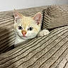 animal, beige, cat, closeup, cozy, curious, cushion, cute, ears, face, feline, indoor, kitten, paw, pet, sofa, soft, texture, whiskers, young