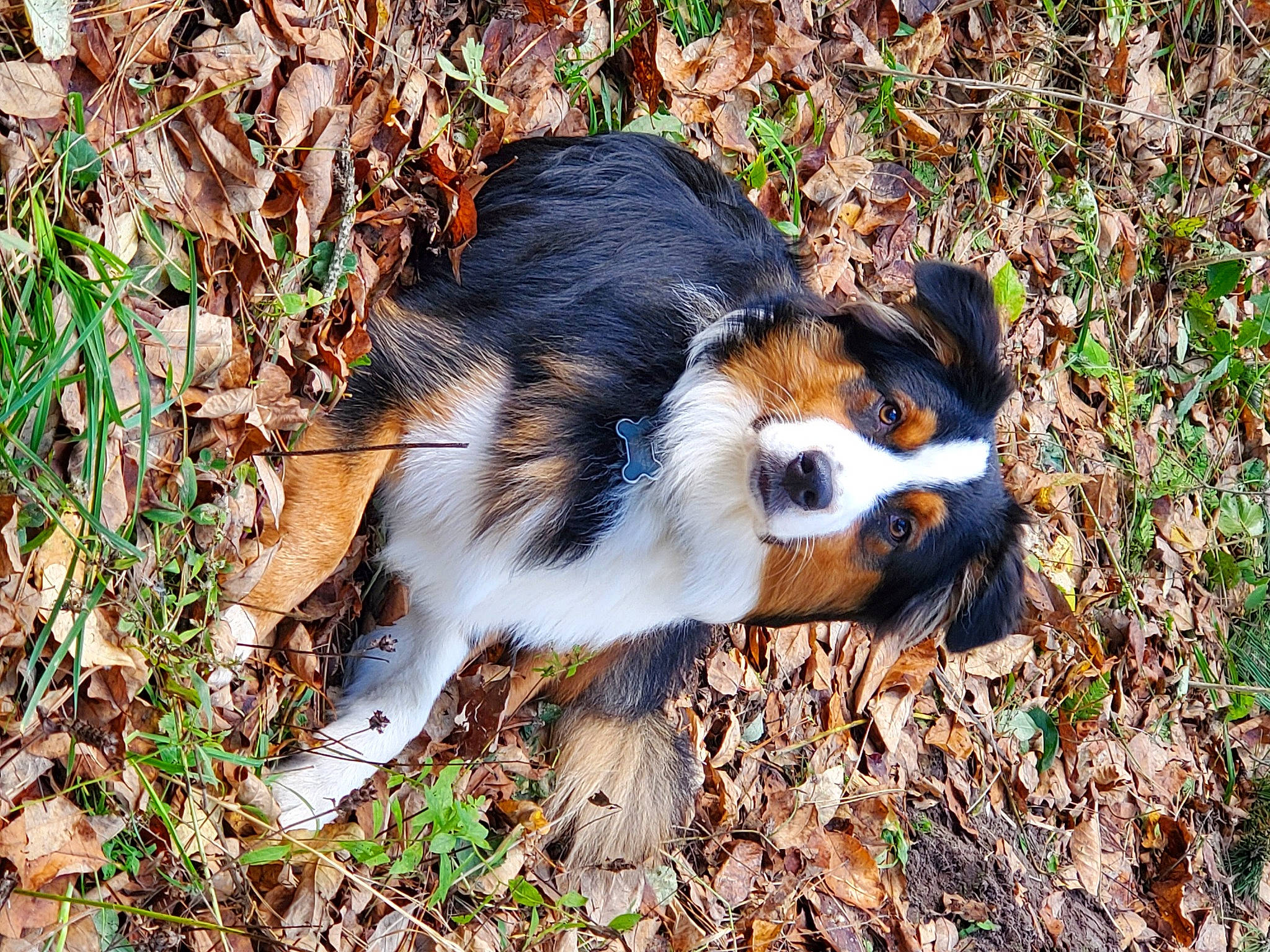 Waylin is registered to the contest to win money with this photo: art, canidae, carnivore, companion_dog, dog, dog_breed, fawn, fur, grass, herding_dog, miniature_australian_shepherd, plant, snout, soil, sporting_group, tail, terrestrial_animal, toy_dog, whiskers, working_dog