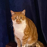 Pumpkin is registered to the contest to win money with this photo: cat, orange_cat, white_cat, pet, animal, stool, wooden_stool, curtain, indoor, feline, sitting, fur, whiskers, eyes, tail, domestic_cat, alert, portrait, closeup, calm