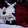 cat, tuxedo_cat, black_and_white, pink_nose, paws, whiskers, bed, red_blanket, white_pillow, cozy, relaxed, upside_down, fur, pet, indoor, sleeping, portrait, close_up, bedroom, soft_texture